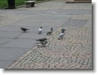 Pigeons in Central Park.