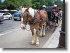 A horse getting ready to pull a carriage through Central Park.