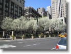Here's a shot of the blooming trees across from Macy's.